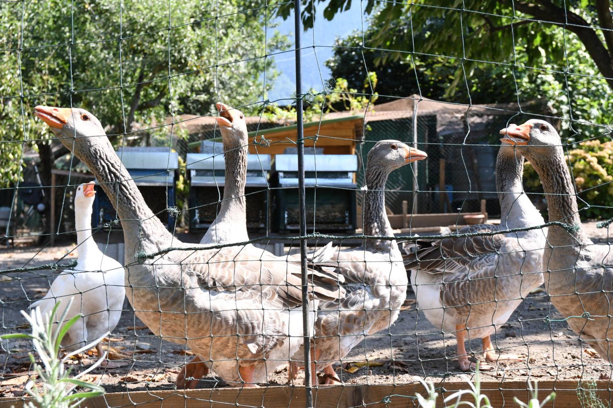 Il Giardino Dei Ciliegi Apartman Colico Kültér fotó