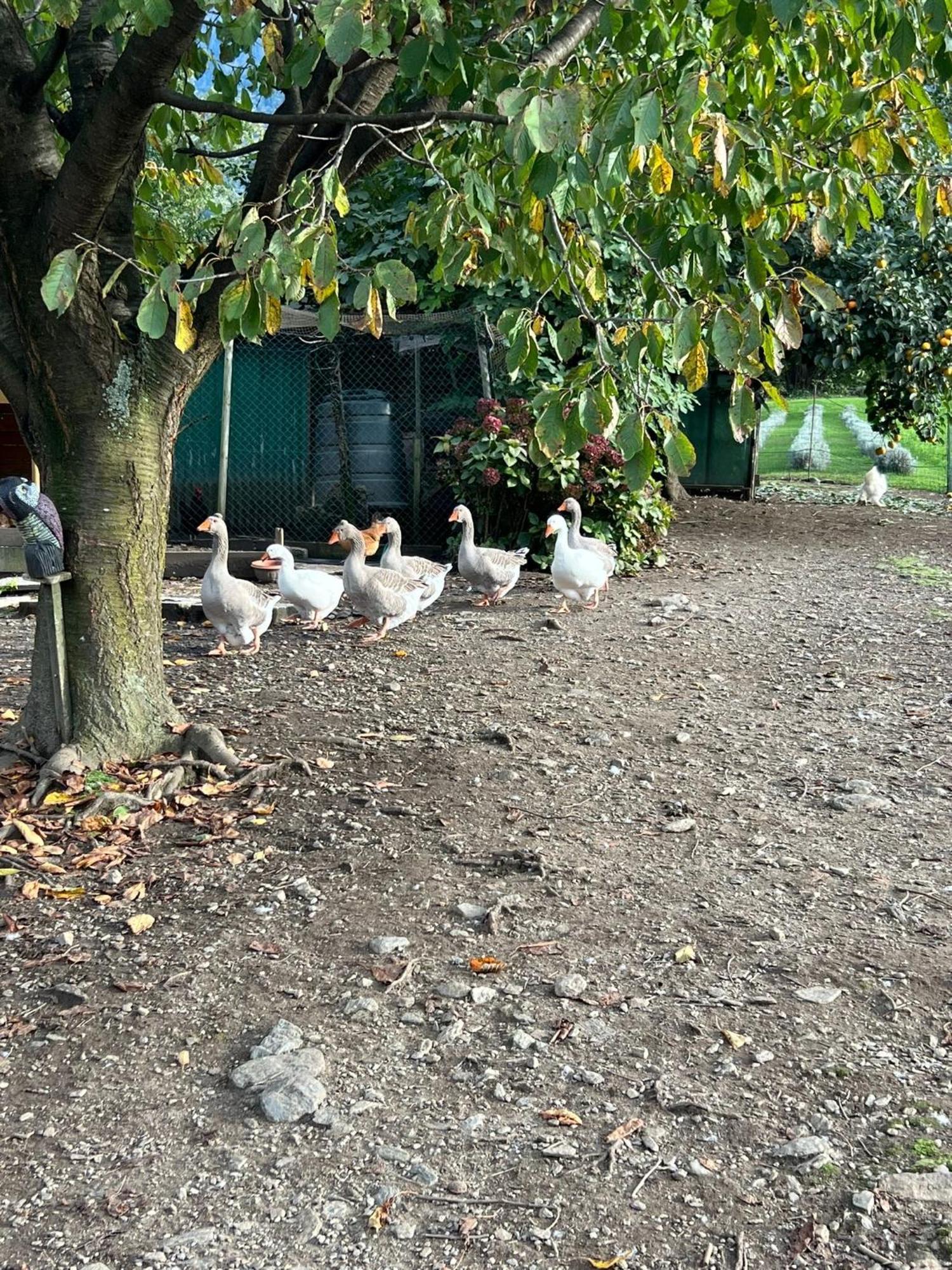 Il Giardino Dei Ciliegi Apartman Colico Kültér fotó