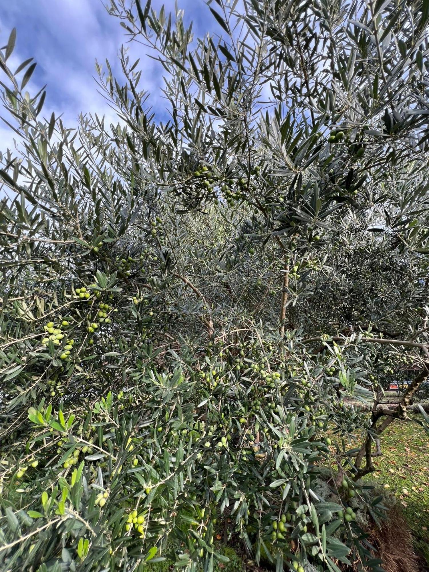 Il Giardino Dei Ciliegi Apartman Colico Kültér fotó