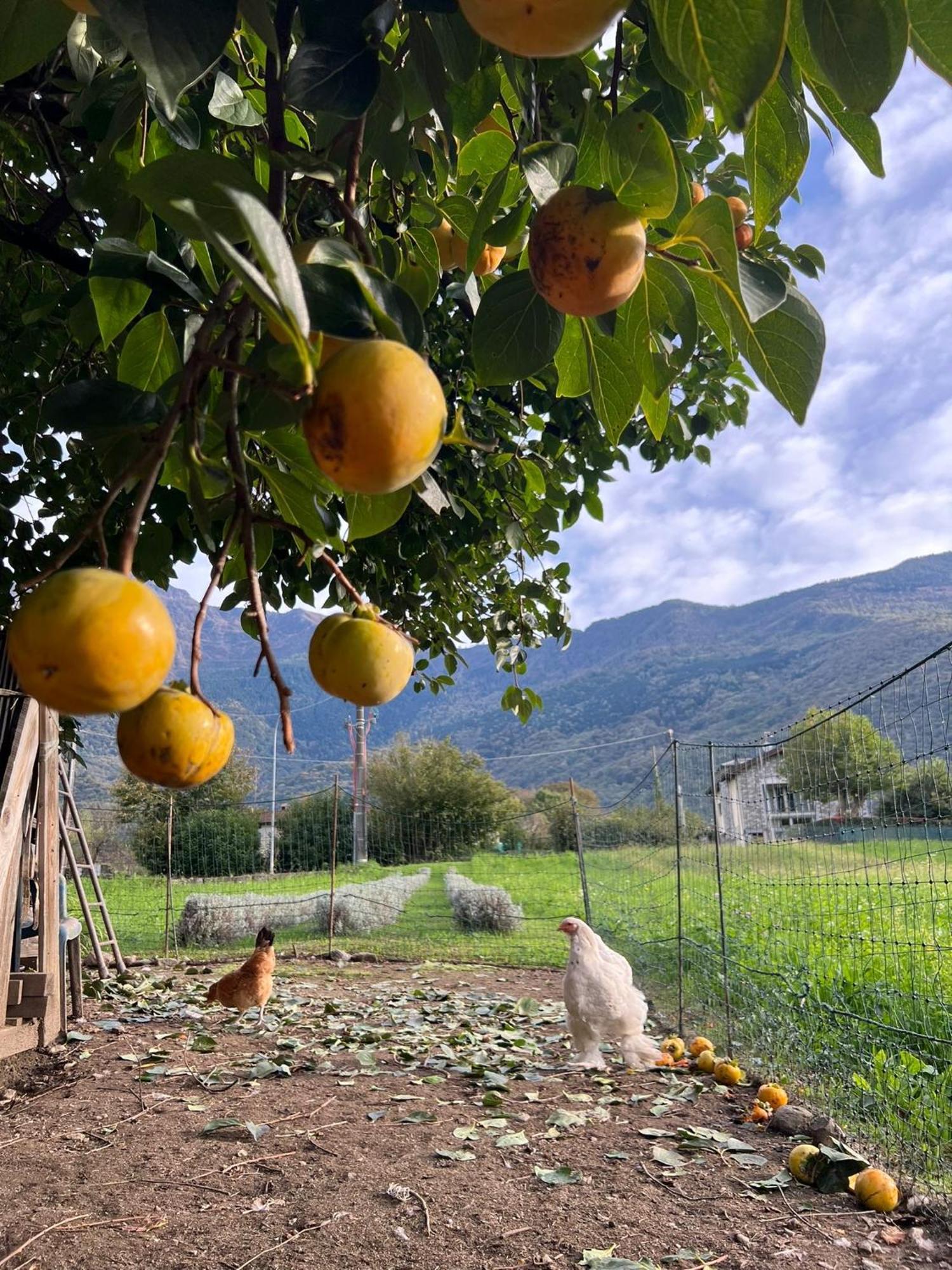 Il Giardino Dei Ciliegi Apartman Colico Kültér fotó